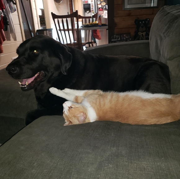 Meet your Posher, Megan - Picture 2 of 2